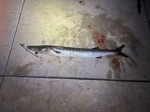 Great Barracuda