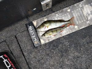 European Perch