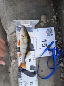 European Perch