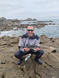 European Bass (Seabass)