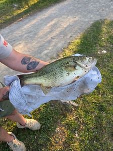 Largemouth Bass