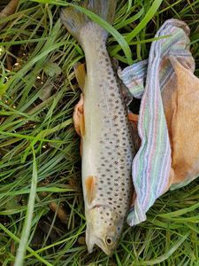 Brown Trout