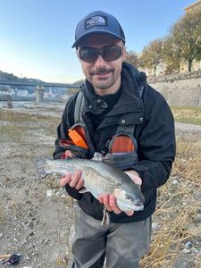 Rainbow Trout