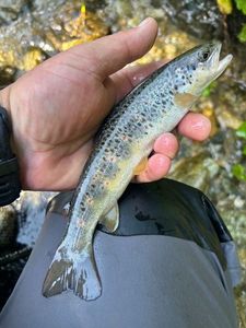 Brown Trout