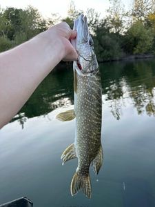 Northern Pike