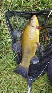Tench