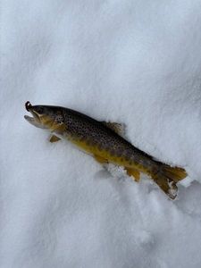 Brown Trout
