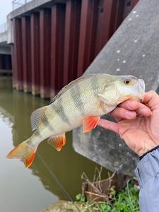 European Perch