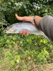 Sea Trout