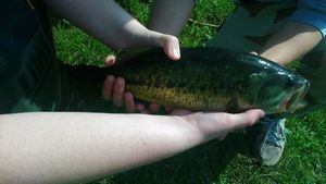 Largemouth Bass