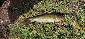 Tench