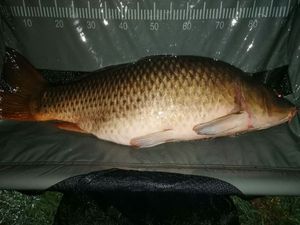 Common Carp