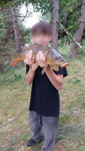 Common Carp