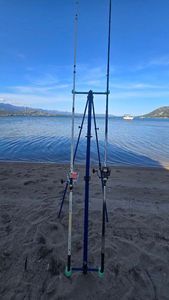 Gilthead Seabream