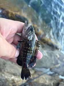Brown Grouper (Dusky)