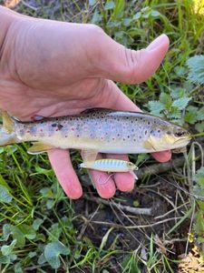 Brown Trout
