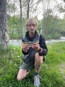 Brown Trout