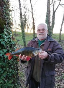 European Perch