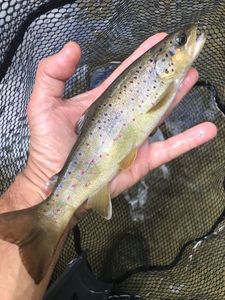 Brown Trout