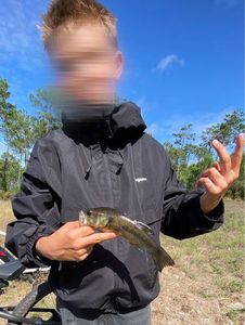 Largemouth Bass