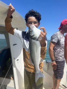 European Bass (Seabass)