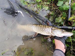 Northern Pike