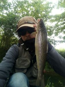 Brown Trout