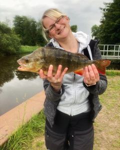 European Perch