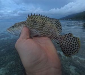 Honeycomb Grouper