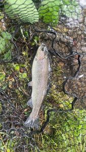 Rainbow Trout