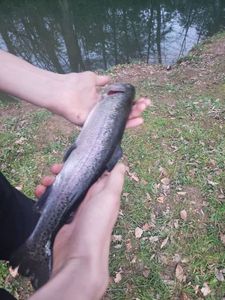 Rainbow Trout
