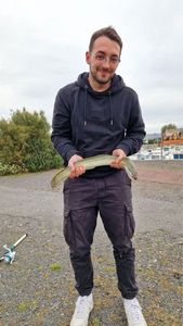 European Eel (Common Eel)