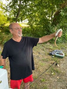 European Eel (Common Eel)