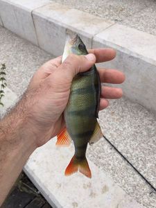 European Perch