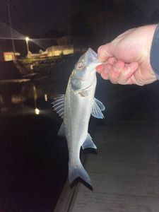 European Bass (Seabass)