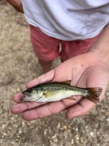 Largemouth Bass