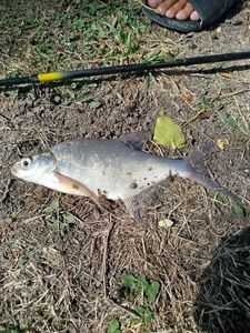 Common Bream