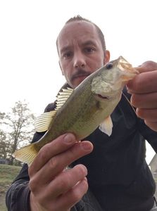 Largemouth Bass