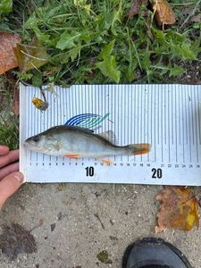 European Perch