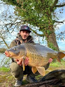 Common Carp