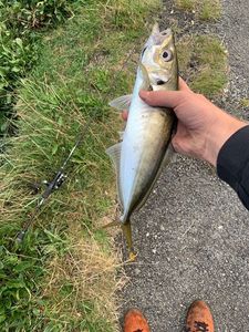 Greenback Horse Mackerel