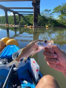 Common Snook