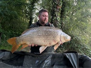 Common Carp