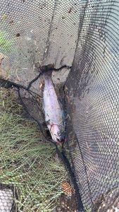 Rainbow Trout