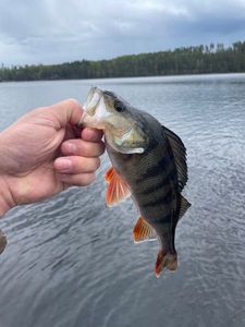 European Perch