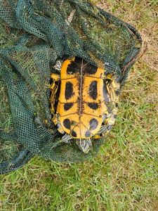 Red-Eared Slider