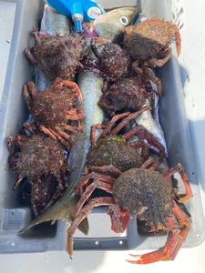 European Spider Crab