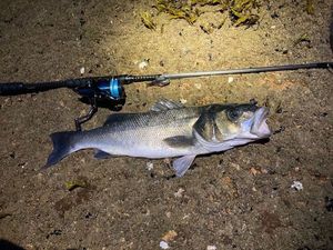 European Bass (Seabass)