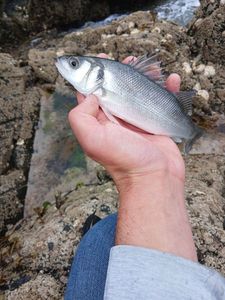 European Bass (Seabass)