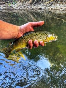 Brown Trout